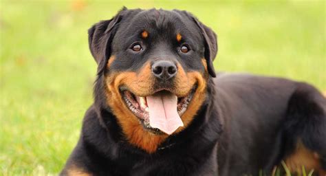 Best Dog Food For Rottweiler Adults And Seniors