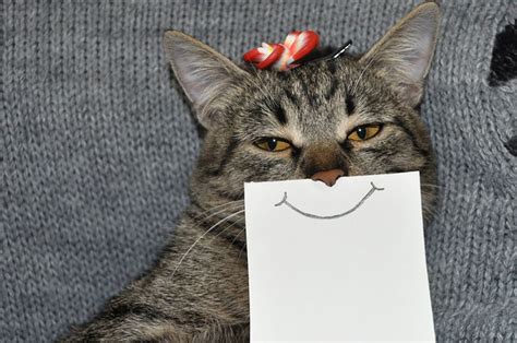 Funny Photo of the day for Saturday, 21 March 2015 from site Jokes of The Day - Smiley cat