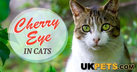 Home Remedies For Cherry Eye In Cats - Cat Meme Stock Pictures and Photos