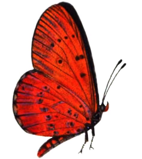 Red Butterfly PNG High-Quality Image