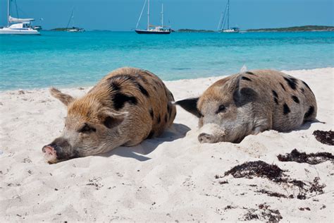 How to Get to Pig Island and the famous Swimming Pigs - Bahamas Air Tours