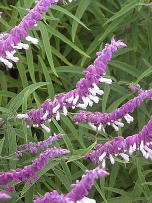 SALVIA leucantha Purple/White Bi color: Landcraft Environments