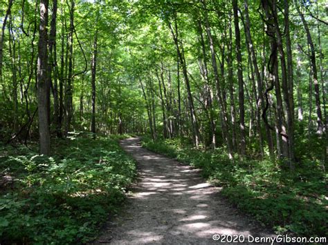 Tunnel of Trees | Denny G's Road Trips Blog