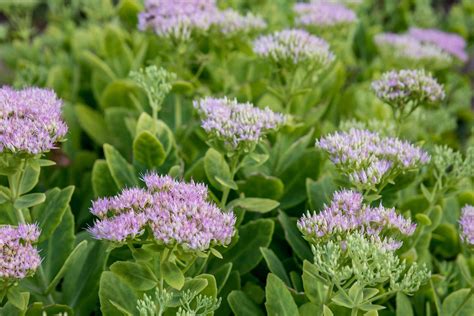 How to Grow and Care for Sedum (Stonecrop)