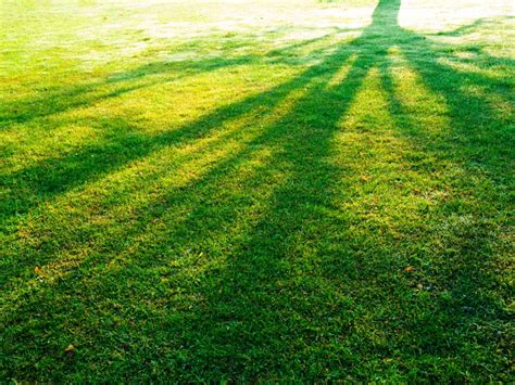 Tips For Growing Grass In Shady Areas