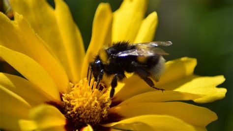 Garden Bumblebees - Attract Bees