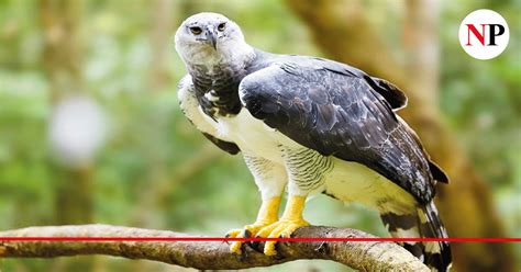 ÁGUILA ARPÍA EN COLOMBIA: UN GIGANTE QUE AÚN NO CONOCEMOS - Noti Pregonar