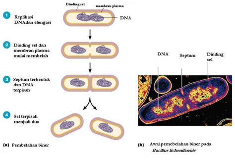 Image result for pembelahan biner bakteri Mitosis, Plasma Membrane ...