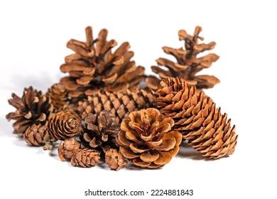 Spruce Cone: Over 183,268 Royalty-Free Licensable Stock Photos | Shutterstock