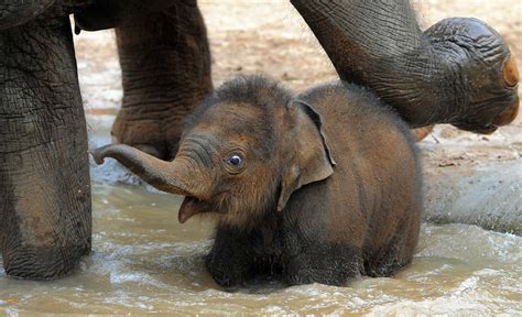 Sri Lankan Baby Elephant