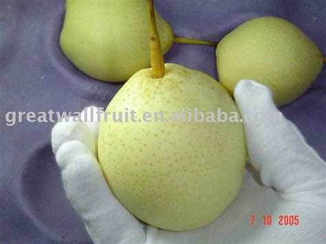 chinese white pear products,China chinese white pear supplier