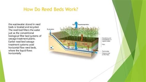 The use of reed beds for the treatment of sewage and wastewater.