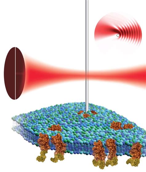 A Little Less Force: Making Atomic Force Microscopy Work for Cells