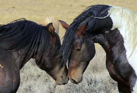 Free stock photo: Wild, Horses, Wyoming - Free Image on Pixabay - 70249