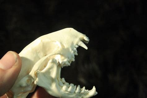 SALE Skunk Skull Teeth Real Bone Grade by DesertRoseTaxidermy