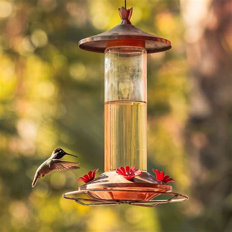 13 Questions About Hummingbird Feeders Answered by the Pros