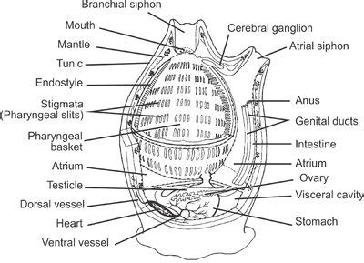 Tunicate - Wikipedia | Under the sea, Sea life