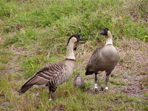 Our National Parks » Native wildlife at risk at Hawai’i Volcanoes