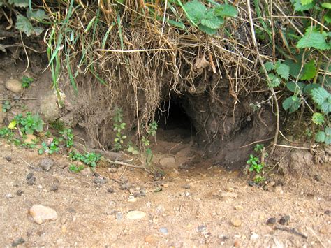 File:Rabbit burrow entrance.jpg - Wikipedia