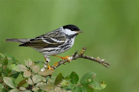 Blackpoll Warbler | Avianbird