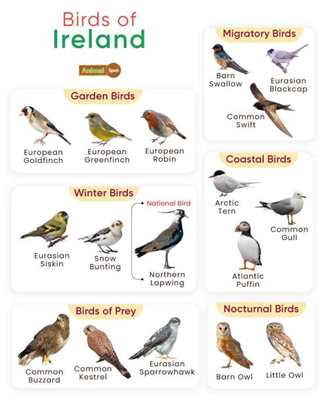 List of Birds Found in Ireland with Pictures