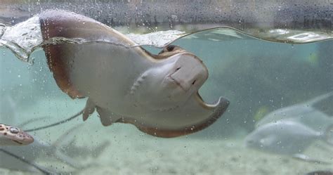 Cownose Ray · Tennessee Aquarium