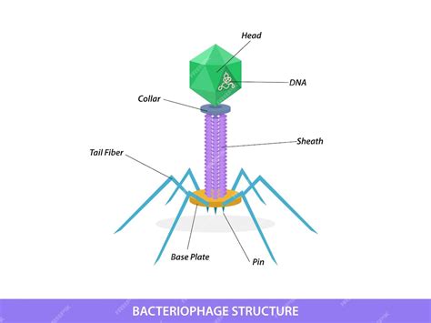 Premium Vector | Structure of typical bacteriophage virus