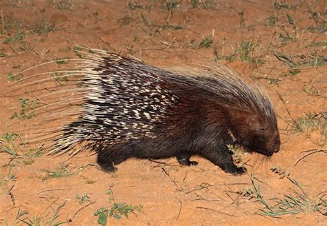 Cape porcupine - Alchetron, The Free Social Encyclopedia