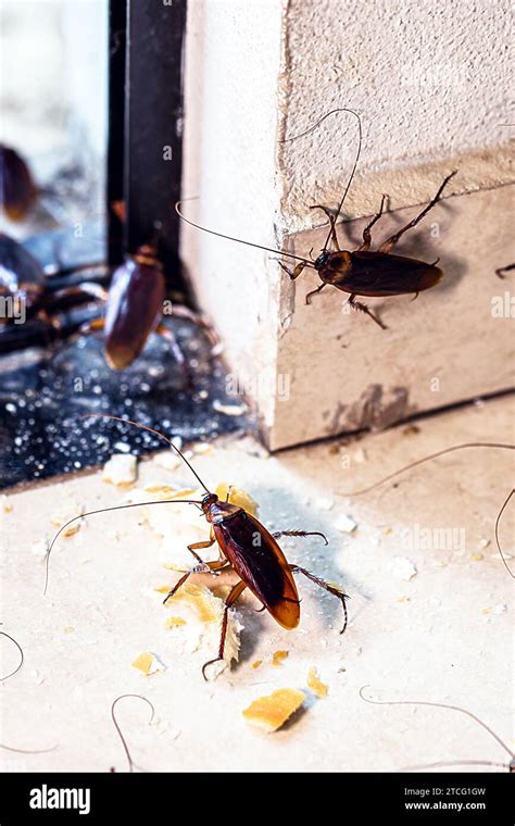 Periplaneta cockroach, known as red cockroach or American cockroach ...