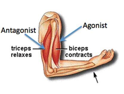 agonist and antagonist muscles - Google Search | Musculos antagonistas ...