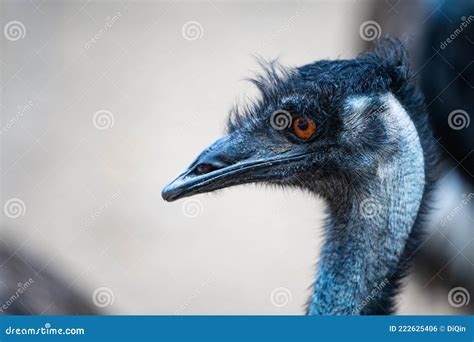 Close Up Portrait of a Emu Head in Profile Stock Photo - Image of wing ...