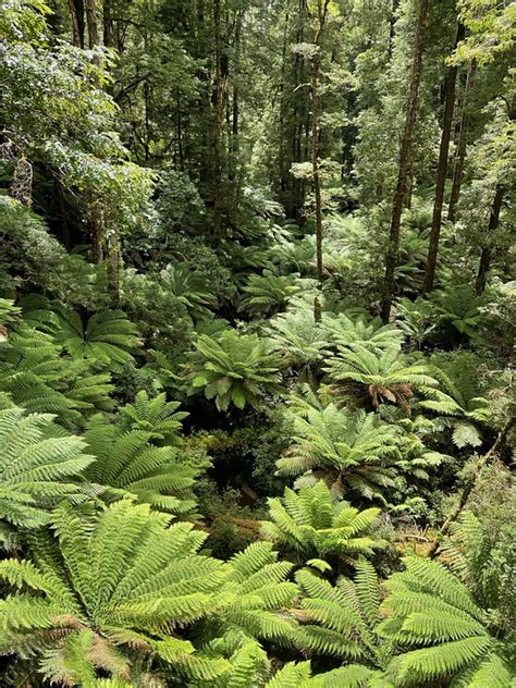 Ferns Rainforest Victoria - Free photo on Pixabay - Pixabay