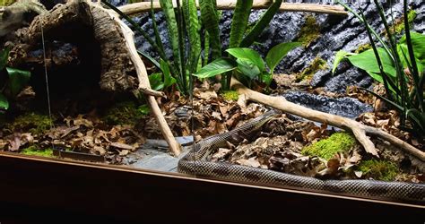 Top 5 Best Snake Terrariums [November 2024 Review] - ReptileProfy