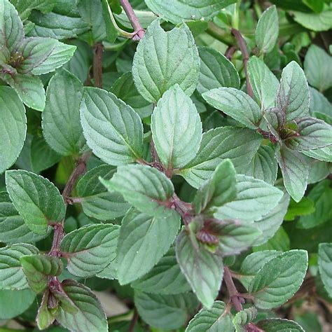 Chocolate Mint - Herb Plug Plants | Rocket Gardens