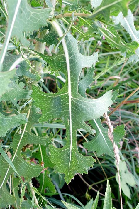 Lactuca serriola - Wildflowers of the National Capital Region