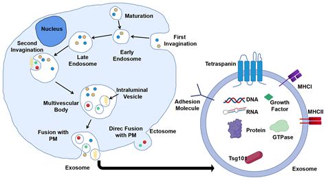 Frontiers | Potentiality of Exosomal Proteins as Novel Cancer Biomarkers for Liquid Biopsy