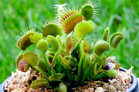 Venus Fly Trap - Plant Care & Growing Tips | Horticulture.co.uk