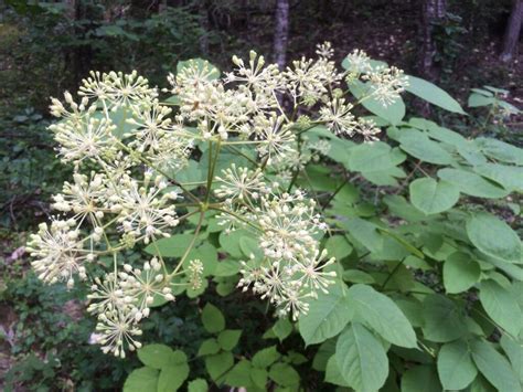 Western Aralia - Organic Medicinal Live Plants for Sale - Crimson Sage Nursery