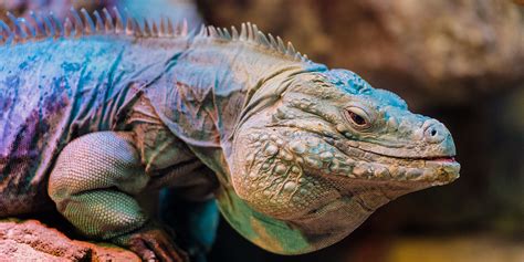 Grand Cayman blue iguana | Smithsonian's National Zoo and Conservation Biology Institute