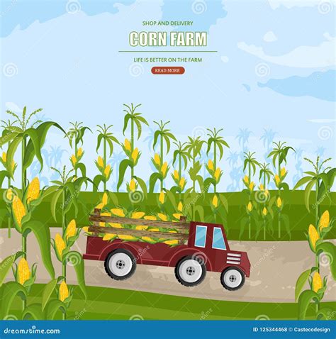 Truck with Corn Harvest Vector. Maize Fields Autumn Season ...