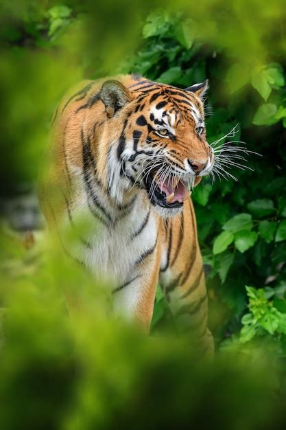 Free Photo | Tiger in the natural habitat, hidden in forest