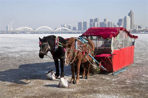 Horse carriage on the Songhua river | Songhua Winter Activities ...