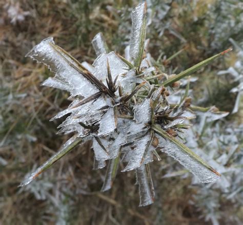 Dartmoor Ramblings: HOAR FROST