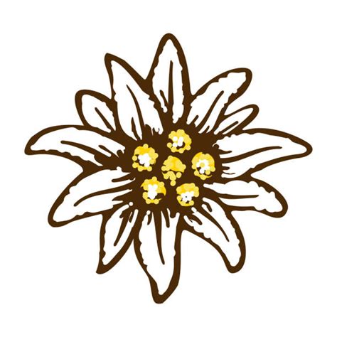 Edelweiss Flower Leontopodium Alpinum Illustrations, Royalty-Free Vector Graphics & Clip Art ...