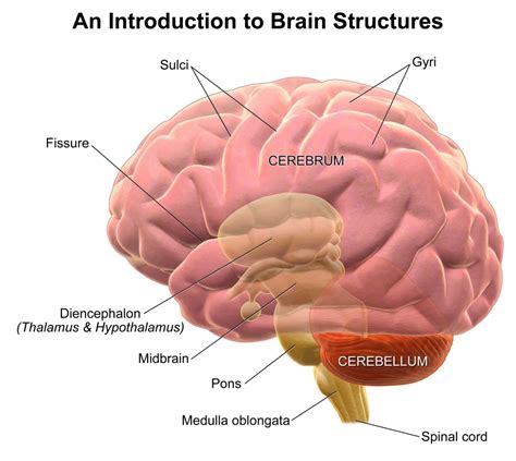 The Human Brain: Facts, Anatomy, and Functions | HubPages