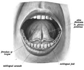 Frenulum of tongue - Wikipedia