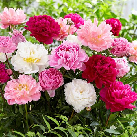 Peony Bulbs - Mixed | Flower Bulbs | Eden Brothers