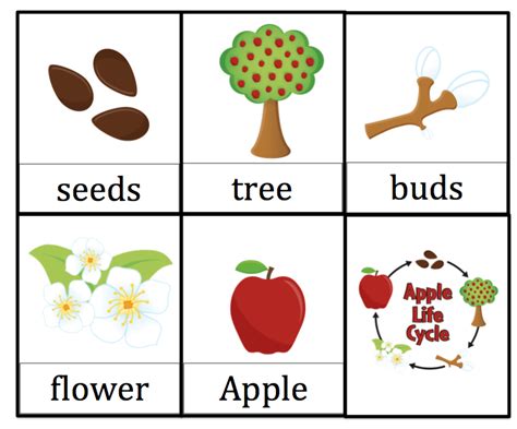 Printable Life Cycle Of An Apple - Printable Word Searches