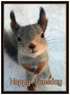 90 Happy Tuesday ideas | happy tuesday, cute animals, animal pictures