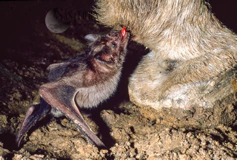 Vampire BAT (Desmodus rotundus) feeding on a donkey, Trinidad